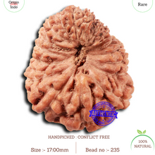 Load image into Gallery viewer, 18 Mukhi Rudraksha from Indonesia - Bead No. 235
