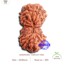 Load image into Gallery viewer, 16 Mukhi Rudraksha from Indonesia - Bead No. 300
