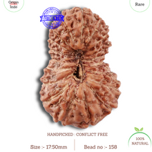 Load image into Gallery viewer, 18 Mukhi Rudraksha from Indonesia - Bead No. 158