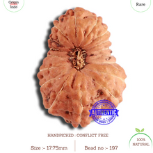 Load image into Gallery viewer, 18 Mukhi Rudraksha from Indonesia - Bead No. 197