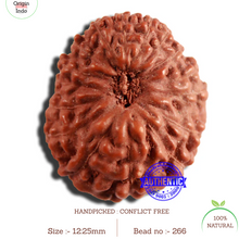 Load image into Gallery viewer, 16 Mukhi Rudraksha from Indonesia - Bead No 266