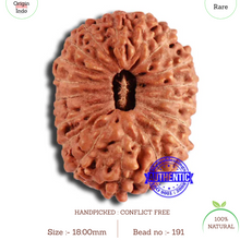 Load image into Gallery viewer, 18 Mukhi Rudraksha from Indonesia - Bead No. 191