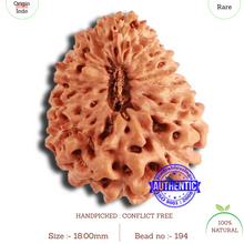 Load image into Gallery viewer, 18 Mukhi Rudraksha from Indonesia - Bead No. 194