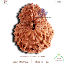 Load image into Gallery viewer, 18 Mukhi Rudraksha from Indonesia - Bead No. 187
