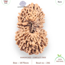 Load image into Gallery viewer, 18 Mukhi Rudraksha from Indonesia - Bead No. 241