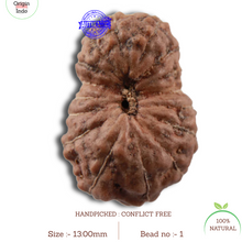Load image into Gallery viewer, 16 Mukhi Rudraksha from Indonesia - Bead No. 1