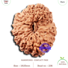 Load image into Gallery viewer, 18 Mukhi Rudraksha from Indonesia - Bead No. 236