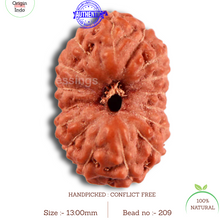 Load image into Gallery viewer, 16 Mukhi Rudraksha from Indonesia - Bead No. 209