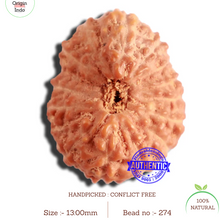Load image into Gallery viewer, 16 Mukhi Rudraksha from Indonesia - Bead No 274