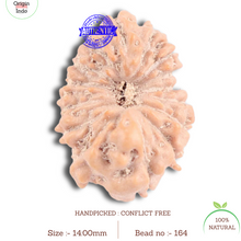 Load image into Gallery viewer, 16 Mukhi Rudraksha from Indonesia - Bead No. 164