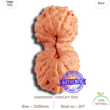 Load image into Gallery viewer, 18 Mukhi Gaurishankar Rudraksha from Indonesian - Bead No. 217