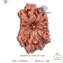 Load image into Gallery viewer, 16 Mukhi Rudraksha from Indonesia - Bead No. 148