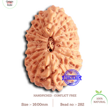 Load image into Gallery viewer, 16 Mukhi Rudraksha from Indonesia - Bead No. 282