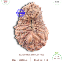 Load image into Gallery viewer, 18 Mukhi Rudraksha from Indonesia - Bead No 144