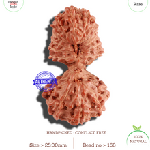 Load image into Gallery viewer, 18 Mukhi Gaurishankar Rudraksha from Indonesia - Bead No. 168
