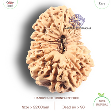 Load image into Gallery viewer, 19 Mukhi Indonesian Rudraksha - Bead 98