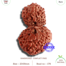 Load image into Gallery viewer, 18 Mukhi Gaurishankar Rudraksha from Indonesia - Bead No. 179