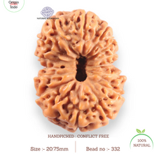 Load image into Gallery viewer, 16 Mukhi Rudraksha from Indonesia - Bead No. 332