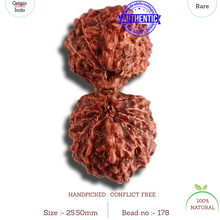 Load image into Gallery viewer, 18 Mukhi Gaurishankar Rudraksha from Indonesia - Bead No. 178