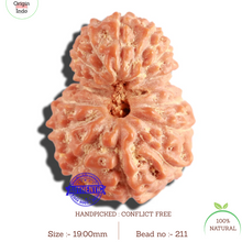 Load image into Gallery viewer, 16 Mukhi Rudraksha from Indonesia - Bead No. 211
