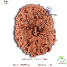 Load image into Gallery viewer, 16 Mukhi Rudraksha from Indonesia - Bead No. 135