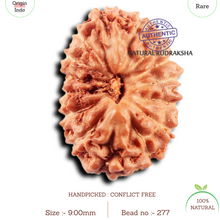Load image into Gallery viewer, 15 Mukhi Indonesian Rudraksha - Bead No.277