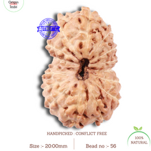 Load image into Gallery viewer, 16 Mukhi Rudraksha from Indonesia - Bead No. 56