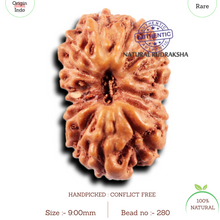 Load image into Gallery viewer, 15 Mukhi Indonesian Rudraksha - Bead No.280