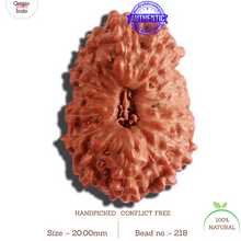 Load image into Gallery viewer, 16 Mukhi Rudraksha from Indonesia - Bead No. 218