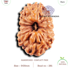 Load image into Gallery viewer, 15 Mukhi Indonesian Rudraksha - Bead No.281