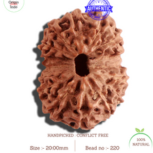Load image into Gallery viewer, 16 Mukhi Rudraksha from Indonesia - Bead No. 220