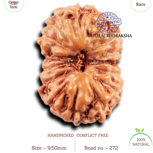 Load image into Gallery viewer, 15 Mukhi Indonesian Rudraksha - Bead No.272