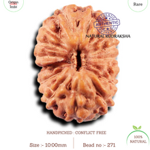 Load image into Gallery viewer, 15 Mukhi Indonesian Rudraksha - Bead No.271