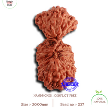 Load image into Gallery viewer, 16 Mukhi Gaurishankar Rudraksha from Indonesia - Bead No. 237