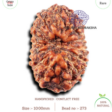 Load image into Gallery viewer, 15 Mukhi Indonesian Rudraksha - Bead No.273