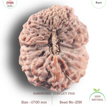 Load image into Gallery viewer, 25 Mukhi Rudraksha from Indonesia - Bead No. N