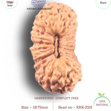 Load image into Gallery viewer, 25 Mukhi Rudraksha from Indonesia - Bead No. H