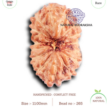Load image into Gallery viewer, 15 Mukhi Indonesian Rudraksha - Bead No. 265