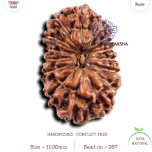 Load image into Gallery viewer, 15 Mukhi Indonesian Rudraksha - Bead No. 267