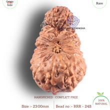 Load image into Gallery viewer, 24 Mukhi Gaurishankar Rudraksha from Indonesia - Bead No. S