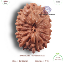 Load image into Gallery viewer, 14 mukhi Indonesian Rudraksha - Bead No. 445