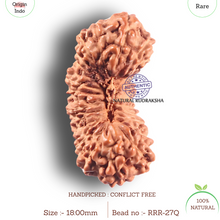 Load image into Gallery viewer, 27 Mukh Rudraksha from Indonesia - Bead No. Q