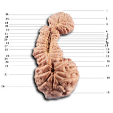 Load image into Gallery viewer, Trijudi Rudraksha from Indonesia Bead No. - 56