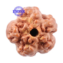 Load image into Gallery viewer, Non Mukhi Rudraksha from Indonesia - Bead No. 10