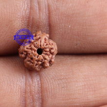 Load image into Gallery viewer, Non Mukhi Rudraksha from Indonesia - Bead No. 12