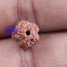 Load image into Gallery viewer, Non Mukhi Rudraksha from Indonesia - Bead No. 13