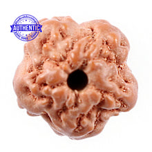 Load image into Gallery viewer, Non Mukhi Rudraksha from Indonesia - Bead No. 13