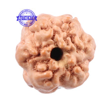 Load image into Gallery viewer, Non Mukhi Rudraksha from Indonesia - Bead No. 14