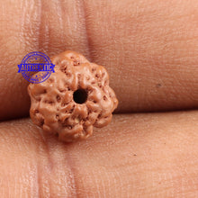 Load image into Gallery viewer, Non Mukhi Rudraksha from Indonesia - Bead No. 14