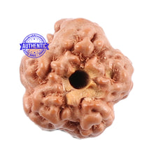 Load image into Gallery viewer, Non Mukhi Rudraksha from Indonesia - Bead No. 15